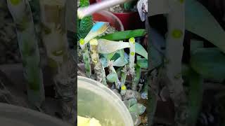 Treat cuts with fungicide Succulent plant succulents plants cactus propagation homegarden [upl. by Assilav]