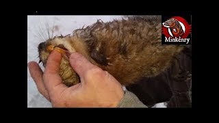 My Most INTENSE Mink and Dog Hunting Muskrats Video Yet [upl. by Storm]