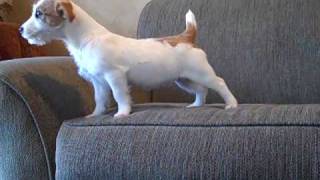 Jack Russell Terrier puppy quotHopequot [upl. by Niwre]