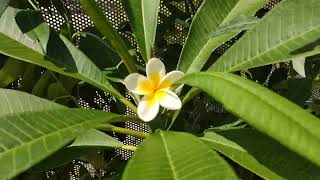 Frangipani Plumeria rubra Stamm Stecklinge Schönste weiß gelbe Blüte Sommer Blume 12 August 2022 [upl. by Gordon]