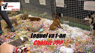 Jachète un Malinois au Salon du Chiot [upl. by Riancho]