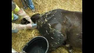 Wie man das Vertrauen eines Pferdes gewinnt Beispiel Shire Horse [upl. by Beaufert]