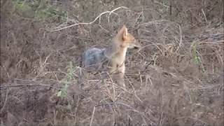 E 2 Lov čaglja u Hrvatskoj  Hunting Golden Jackal in Croatia [upl. by Attenra]