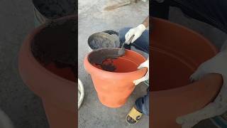 How to make cement pot at home 2😍😍 indianfarmer terracegardening phoolpatte kitchengardening [upl. by Thaddaus]