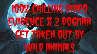 DOGMAN 100 CHILLING VIDEO EVIDENCE amp 2 DOGMAN ARE TAKEN OUT BY WILD ANIMALS [upl. by Rdnaskela650]