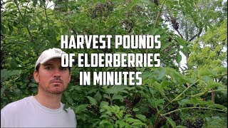 Best Way to Harvest Elderberries [upl. by Inihor]