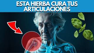 ✅ ¡Esta Es la MEJOR Hierba para el Dolor en las ARTICULACIONES 🦴 [upl. by Nohsar]