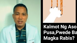 Kalmot Ng Aso O PusaPwede Bang MagkaRabis [upl. by Lytton]