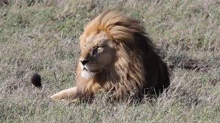 Pair of adult lions resting Namiri Plains Serengeti Tanzania  311017 [upl. by Yzdnil]