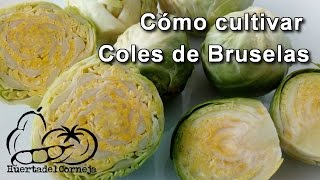 Como cultivar Coles de Bruselas [upl. by Faline200]