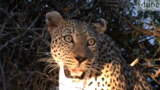 Leopard Calls CloseUp View HD [upl. by Novek909]