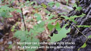 Gypsy moth caterpillars are eating their way through thousands of acres of Michigan trees [upl. by Assilak]