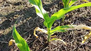 Paraquat Drift Patterns on Corn [upl. by Novi]