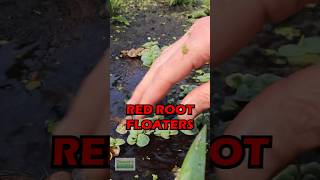 Shallow Growing Red Root Floaters [upl. by Onilatac]