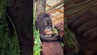 Orangutans Unlikely Friendship with a WHAT [upl. by Kachine]