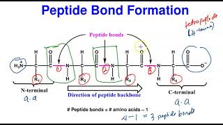 Peptides [upl. by Jehiah]