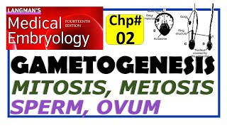 Langman Chapter2  Gametogenesis  Male and Female Gametes  Mitosis  Meiosis  Embryology [upl. by Brainard]