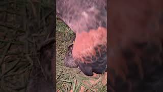 Harris Hawk eat food [upl. by Gifford]