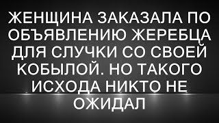 Женщина заказала по объявлению жеребца для случки со своей кобылой Но такого исхода никто не ожид [upl. by Tomasina]