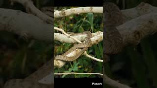 nice strategy to catching snake for food trustgod wildlife shorts snake snakevideo [upl. by Ramuk]