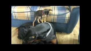 Mini Pinscher vs Dobermann InaLexus [upl. by Gleeson]