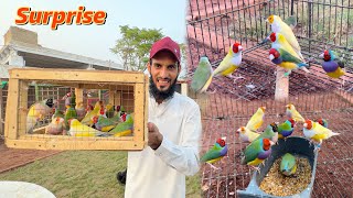 Birds Aviary K Liye 20 Gouldian finches Ly Aiye 🥰 [upl. by Lebasy]