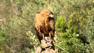 Buteo rufinusmp4 [upl. by Pernick]