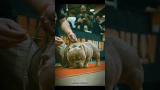 New WBR champion exotic bully at Main Event Bully Expo host Goldenline Bullys amp World Bully Registry [upl. by Fleisher241]