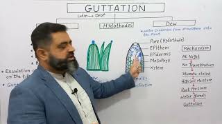 Guttation UrduHindi Medium profmasoodfuzail Dew and Guttation  Hydathodes [upl. by Wincer772]