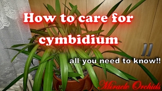 How to care for cymbidium orchids  watering fertilizing reblooming recognize spikes [upl. by Boyes]