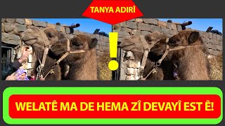 WELATÊ MA DE HEMA ZÎ DEVAYÎ EST Ê😮 [upl. by Maggee]