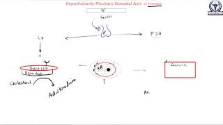 Hypothalamic Pituitary Gonadal Axis in Females [upl. by Calypso]