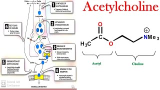 Why Acetylcholine Is So Important in the Body SynthesisStorageReleaseMetabolism of Acetylcholine [upl. by Smada296]