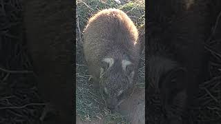 rockhyrax dassie travel southafrica [upl. by Schnapp]