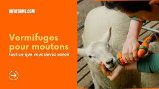 Vermifuges pour moutons🐏  tout ce que vous devez savoir Infofermecom [upl. by Delacourt316]