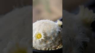 Mammilaria Plumosa 💓 🌵 cactoseplantassuculentas [upl. by Farhsa668]