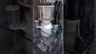 Deltec Skimmer with Sicce PSK 600 pump [upl. by Bar]