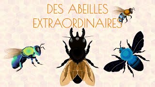 Les abeilles extraordinaires 🐝 [upl. by Seaddon]