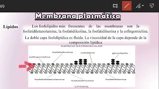 Membrana Plasmática y transporte a través de la membrana [upl. by Gerdy931]