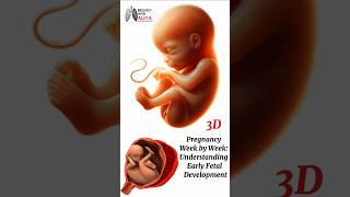 Pregnancy Week by Week Understanding Early Fetal Development medical animation 3d short [upl. by Haon]