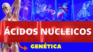 ÁCIDOS NUCLEICOS ENSINO SUPERIOR DNA E RNA  ESTRUTURA E FUNÇÕES  GENÉTICA HUMANA [upl. by Stromberg955]