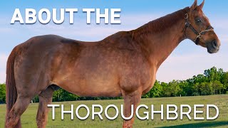 About the Thoroughbred  Horse Breeds [upl. by Luemas]