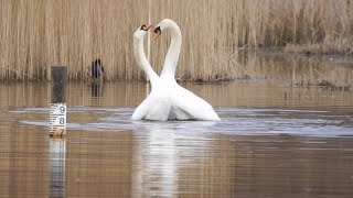 Swans Recreate Famous Swan Lake During Mating Season [upl. by Lasley]