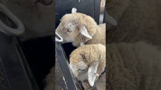 Sheep in friendly pet farm [upl. by Yeruoc449]