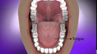 Mouth Mechanical Digestion [upl. by Leaper]