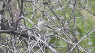 Gray Flycatcher Brand Park Glendale 41823  tail dipping behavior [upl. by Aicatan18]