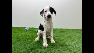 🐶 Kruising Border Collie x Dalmatien 🐶 reu 🐶 PUP ID 010636961 🐶 [upl. by Zephaniah]