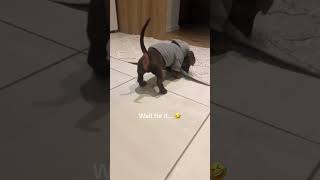 Jump scaring my dachshund gone wrong 🙄dachshund cutedog wienerdogs [upl. by Aisetal552]