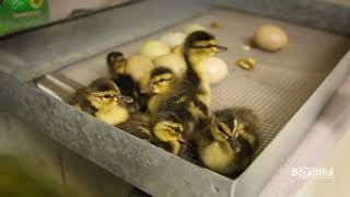 Organic Regenerative Farming at Lundberg Rice x Baby Ducks [upl. by Aicena]