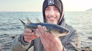 Pesca alla bolognese Pesca al cefalo con il pane 🍞 Montatura da pesca semplice ma efficace [upl. by Griffis597]